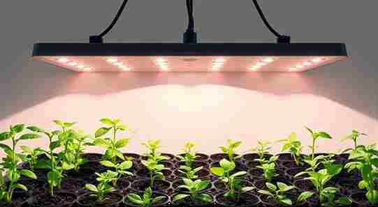 Зелени растения и естествена светлина